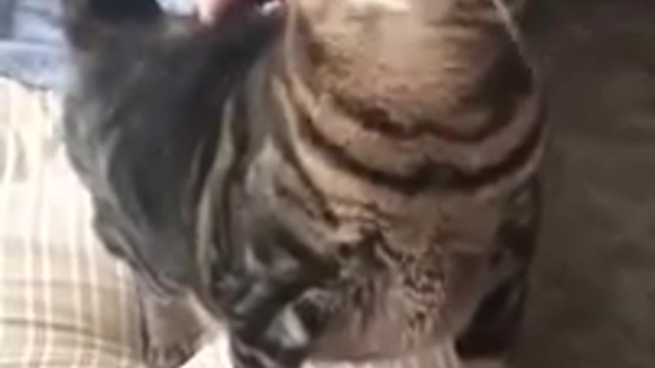Funniest Cat Videos Ever! (Try not to laugh) 😺