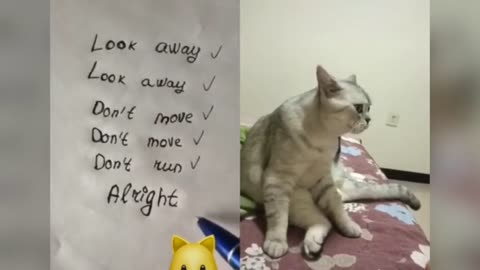 FUNNY CATS TALKS