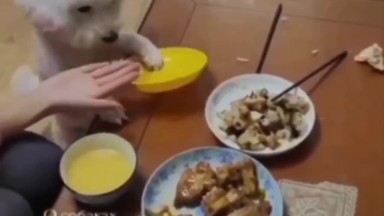 best funny dogs video