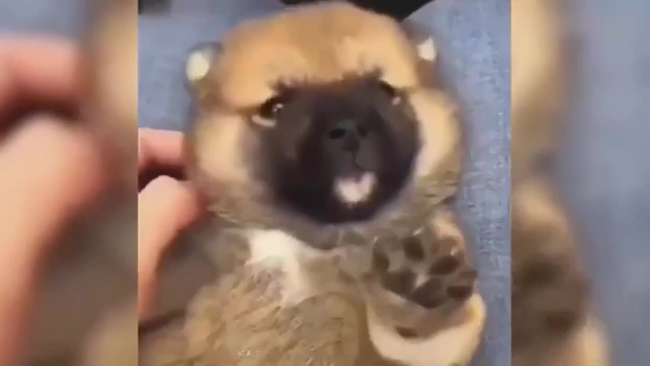 Lovely and funny animal videos keep you smiling!