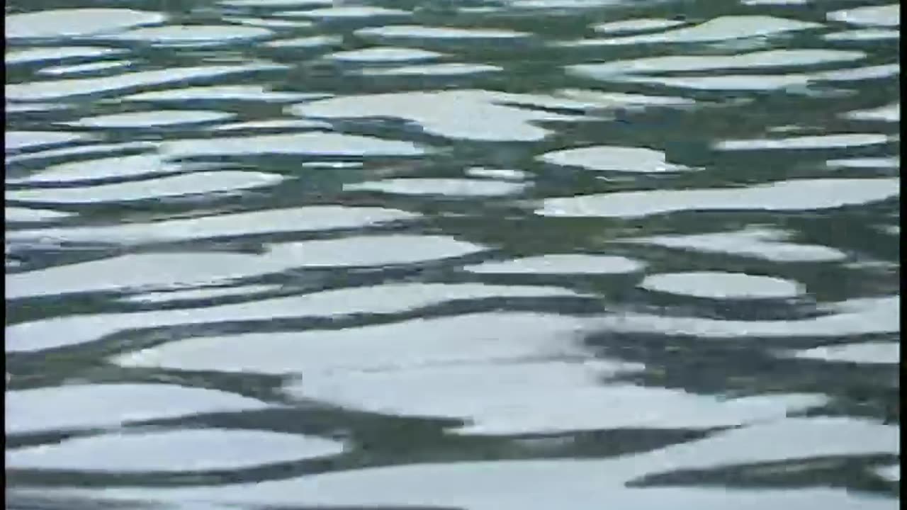 野钓全攻略3