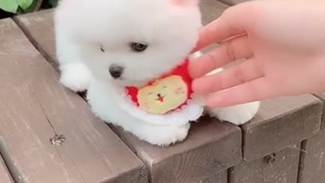 Cute puppy trying to bite