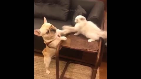 Best funny animals videos 2022 ## newest cats 🐈 & dogs 🐕😄❤