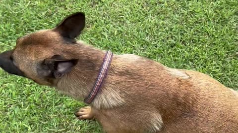 Belgian Malinois (Peaches) gives the best surprise hugs!!!