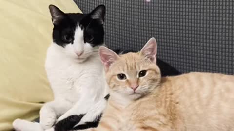 Kitty Learning to be friends with the new sibling