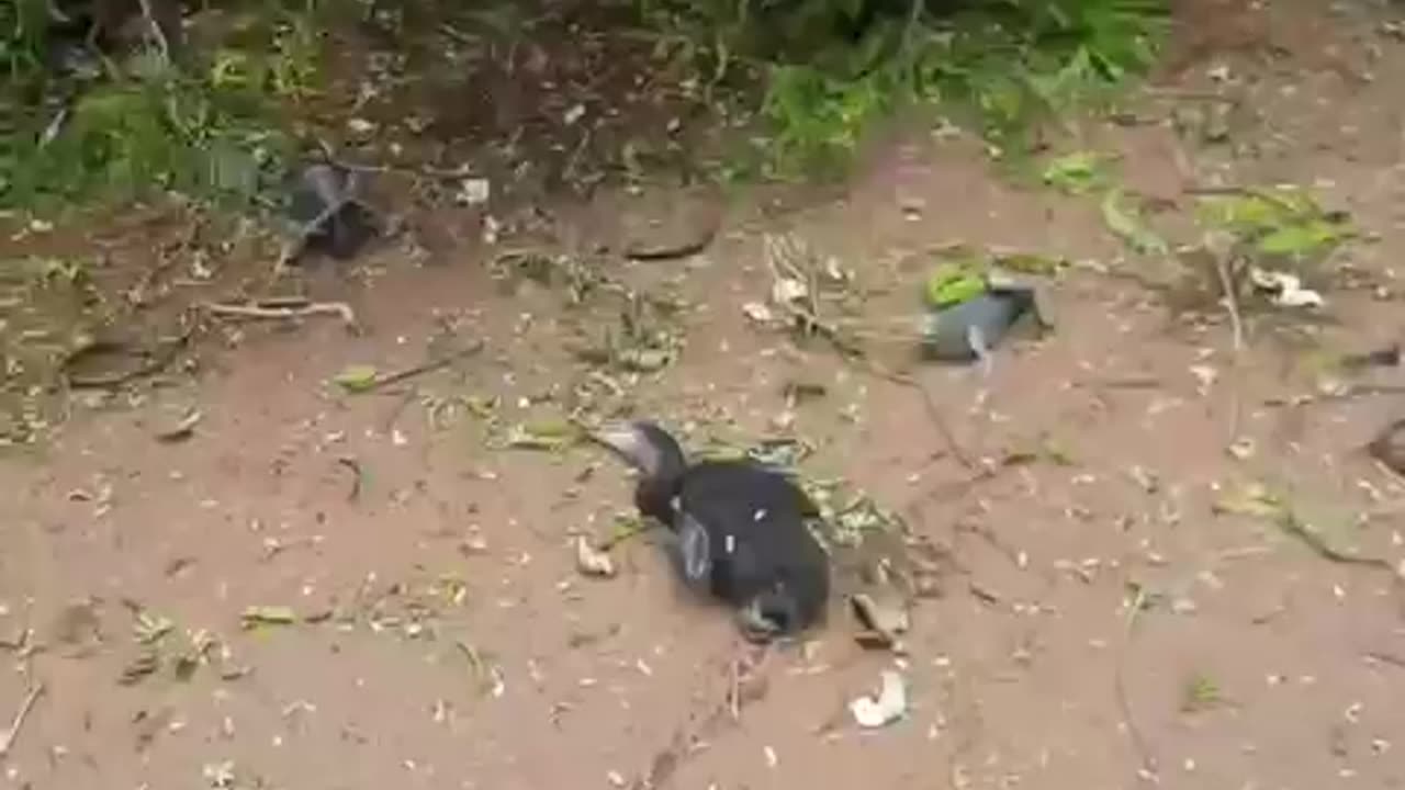 सभी पंछी मार दिये कैसे इंसान रहते हैं ये बेरहम
