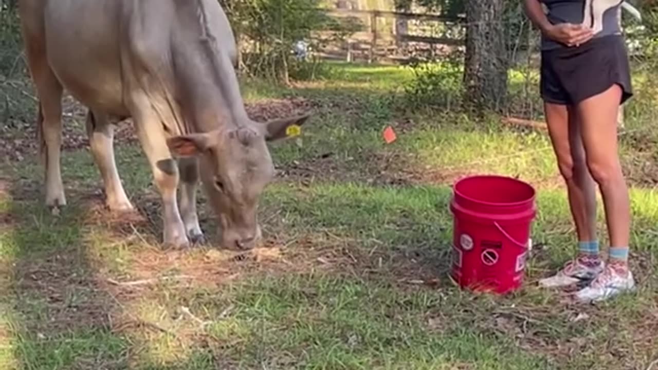 My neighbor's cow comes to see me & stella #themaryburke #viral #trending