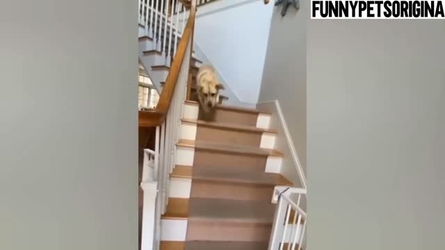 Funny Dogs