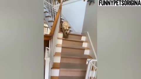 Funny Dogs