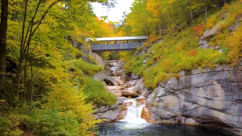 Enchanting Autumn Forests with Beautiful Piano Music