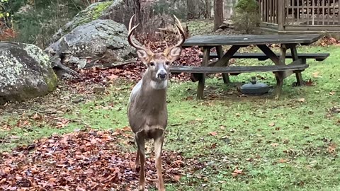 Buck 🦌 NW NC at The Treehouse 🌳 Whiskers stopped by for a visit. He was born in the spring of 2021