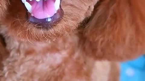 Funny Animal Video #4