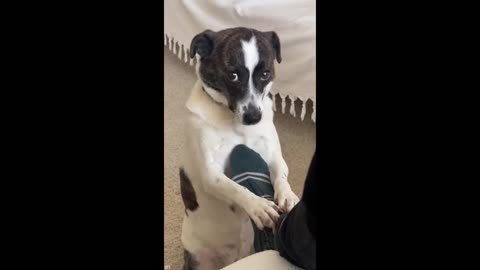 Funniest Animals