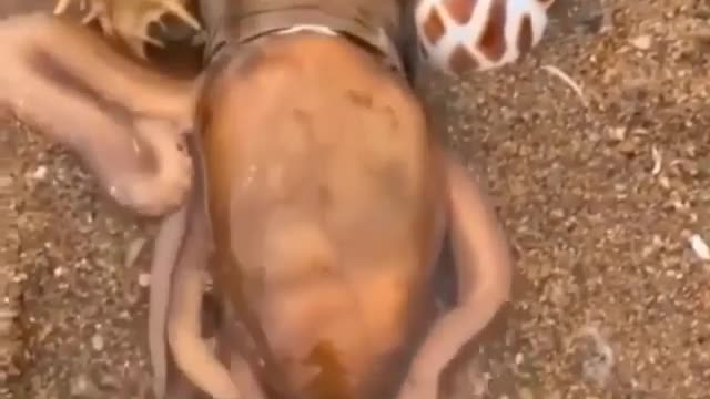 Octopus Steals Crab from Fisherman | Super Smart Animals |🐳🐙🦑🦀🦞🦐🐚🐡