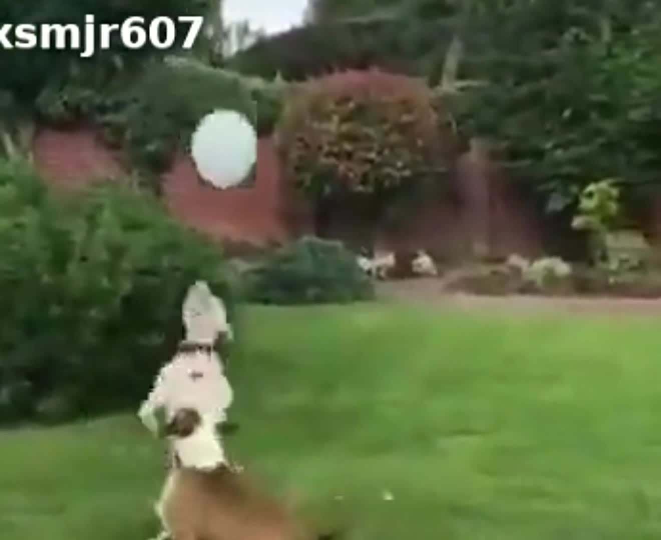 Dogs 🐕 of the pitbull breed playing a ball 🎈🐕