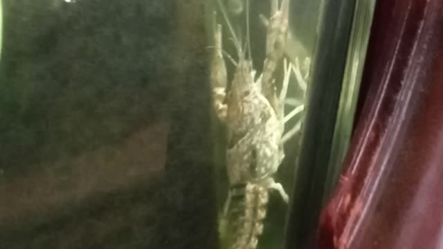 Flock it Farm: Carl the Crayfish, clims walls like Spiderman