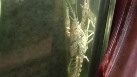 Flock it Farm: Carl the Crayfish, clims walls like Spiderman