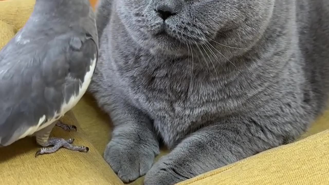 My bird and cat play together