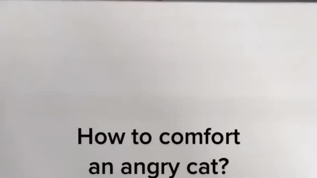 Any idea how to comfort angry cat?