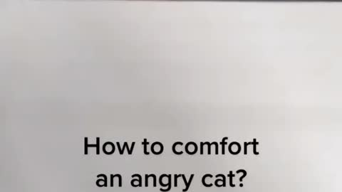 Any idea how to comfort angry cat?