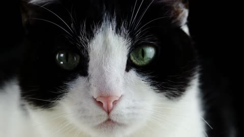 A Black and White Colored Cat