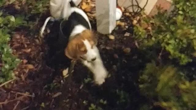 Coonhound tearing up a bush