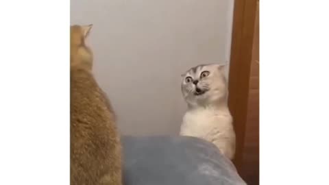 The Funniest Cats Conversation Ever 😂😂