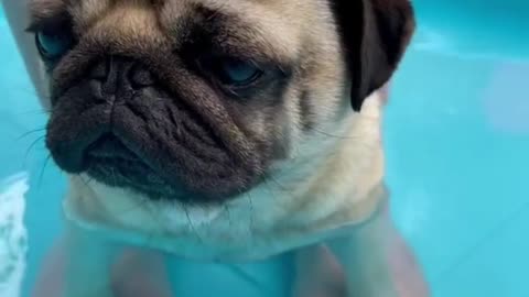 Funniest DOG Videos Ever!!