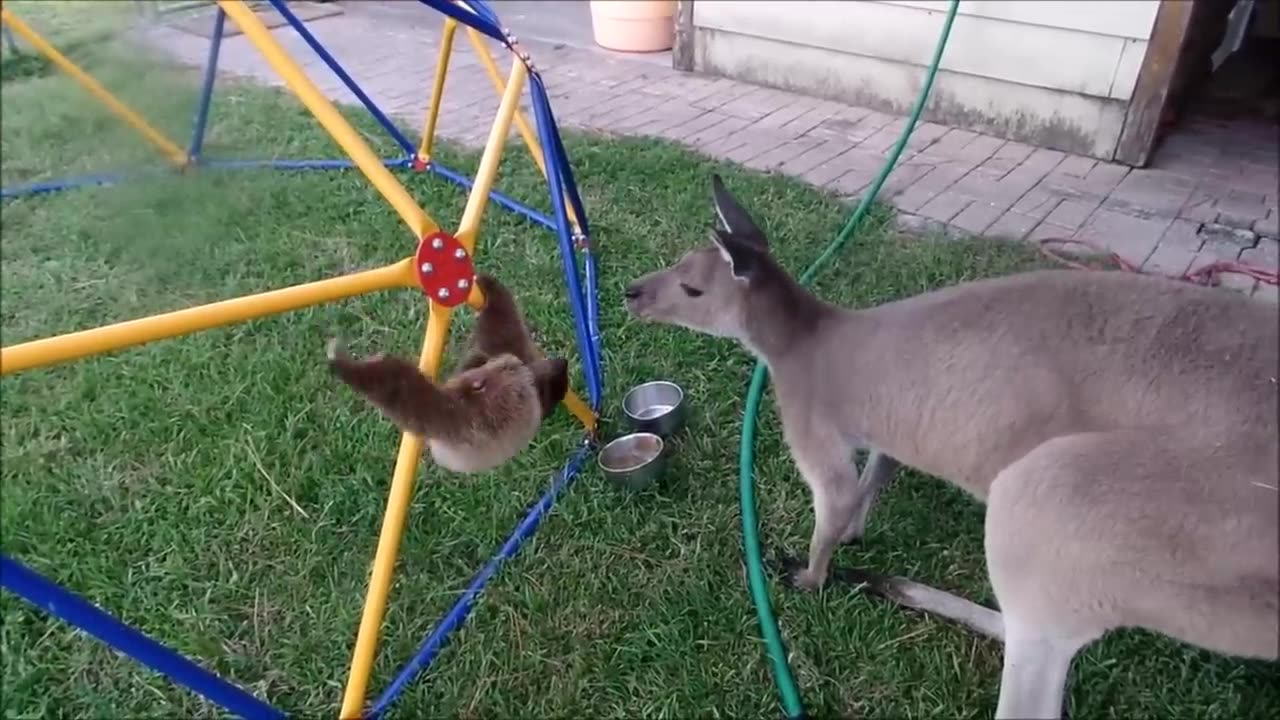 Baby sloths being sloths