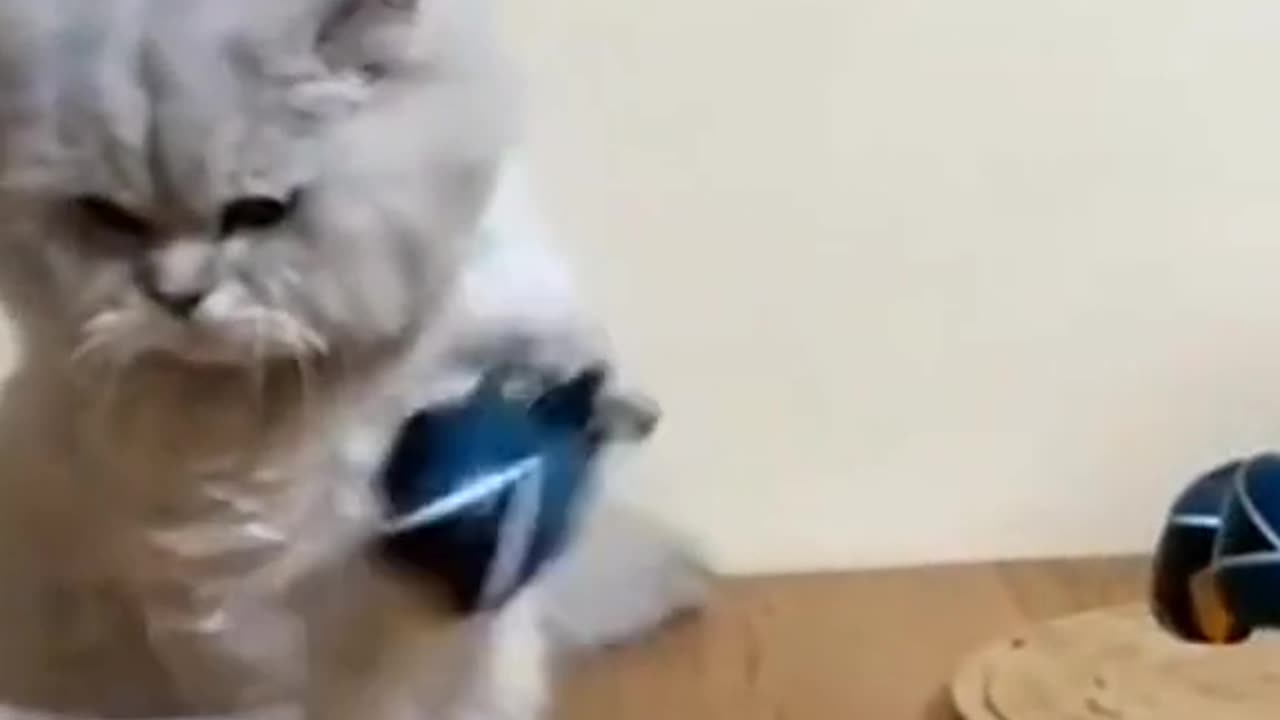 cat takes it's frustration out on another cat.