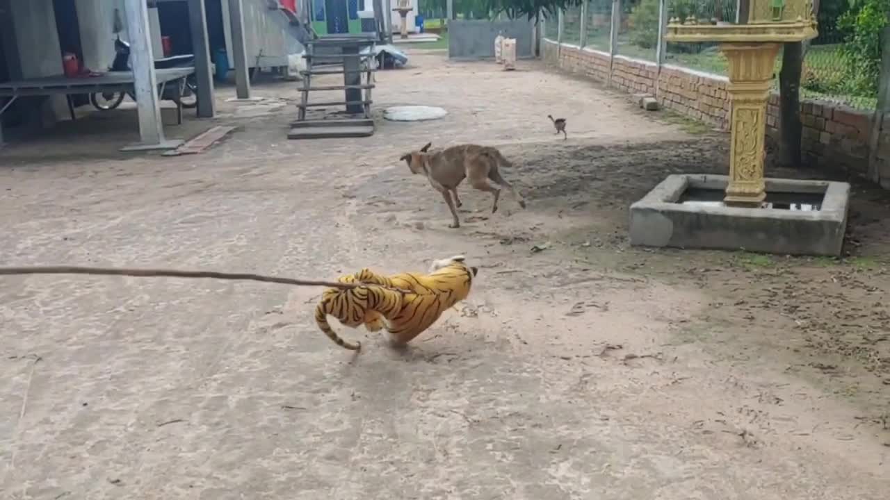 Wow Nice!!! Fake Tiger Prank Dog Run So Funny Try To Stop Laugh.mp4,