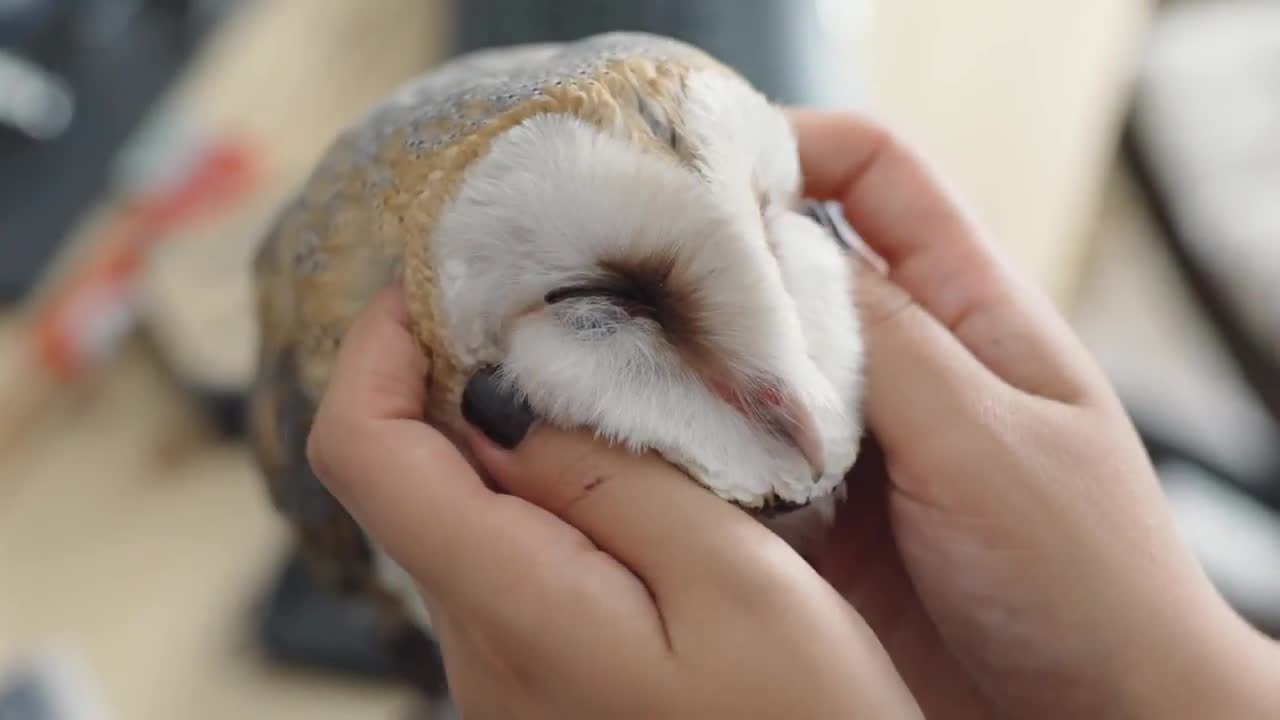 Barn Owl Extreme Cuteness