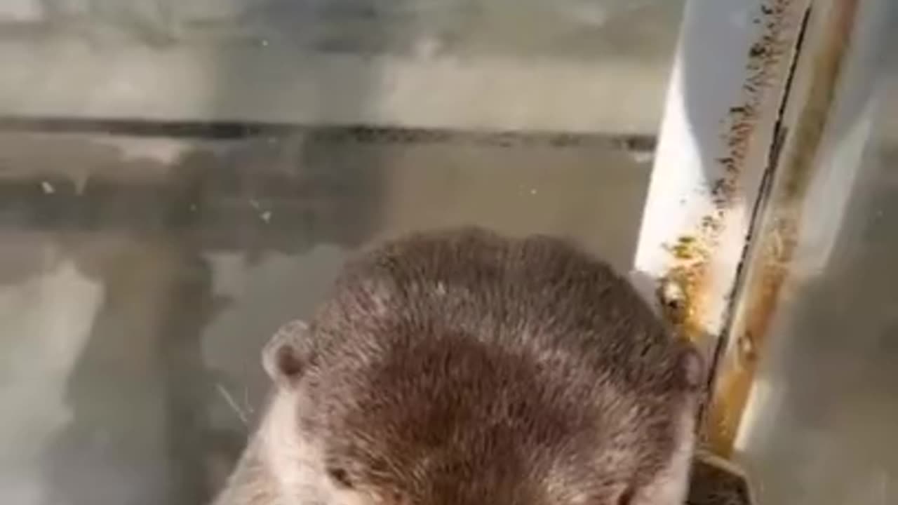 Funny And Cute Animals Short #148
