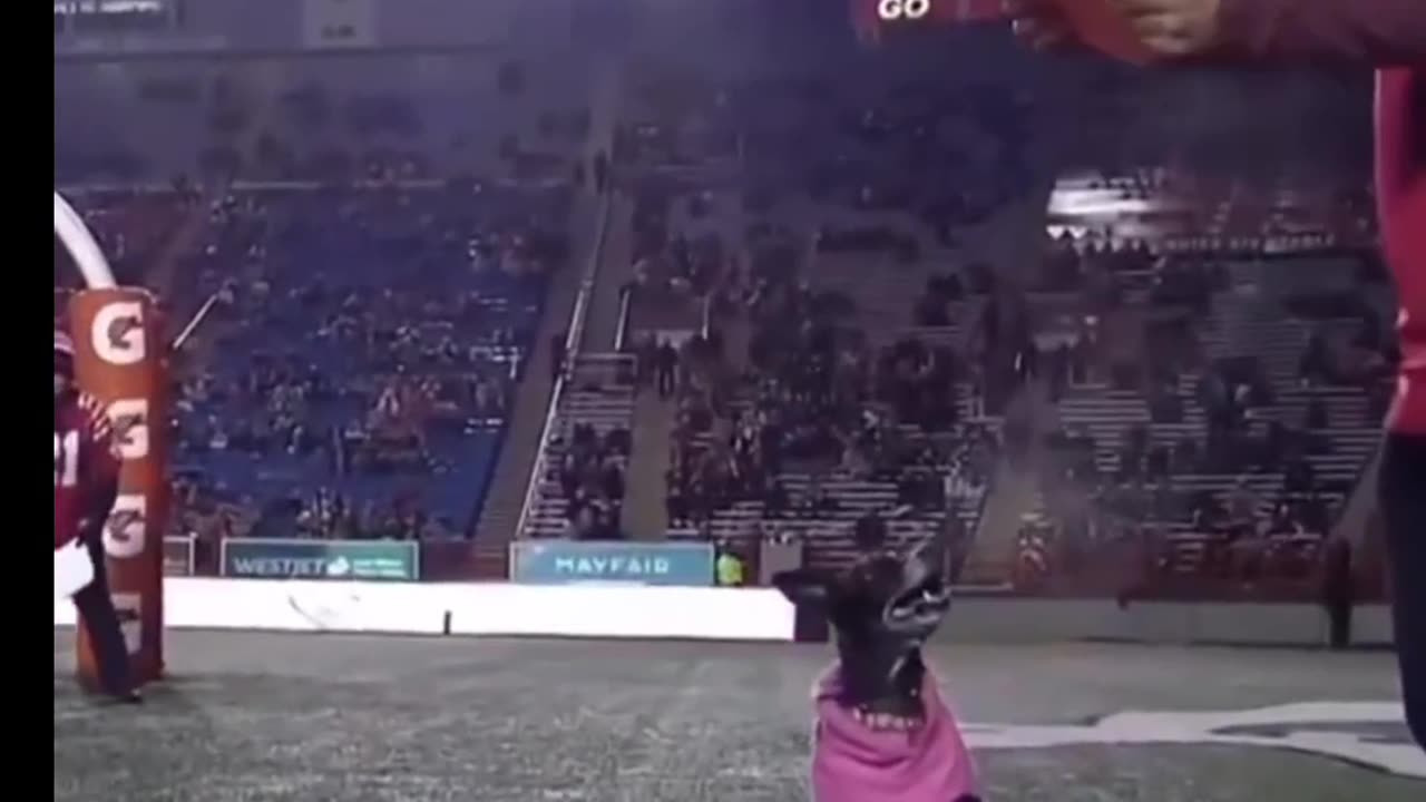 Well done catch by Dog