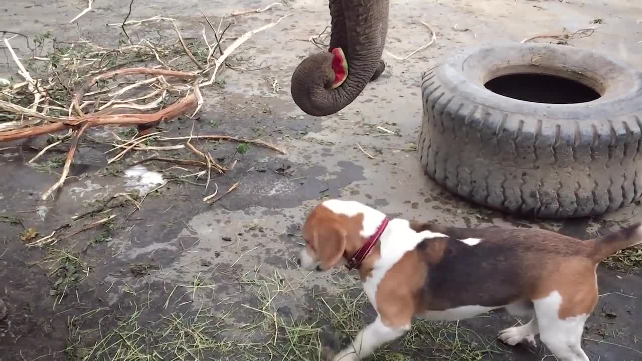 Elephant vs. Watermelon