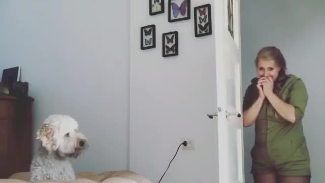 Pleasant animal behavior 15