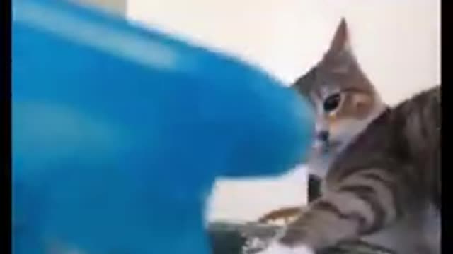 Funniest Cats 🐱 - Cats being Cats 😹 - funny cat video