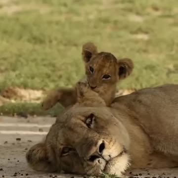 fuuny animals 2023🤣🤣