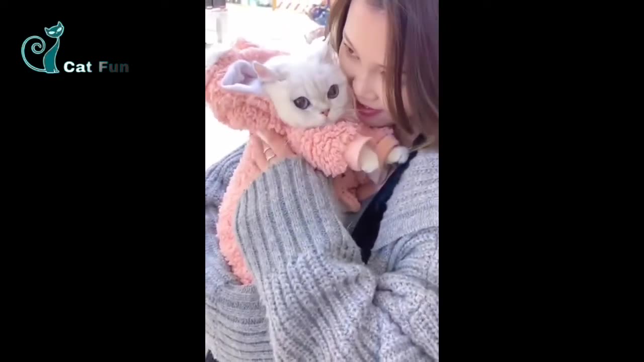 Funny Cute Cats Videos