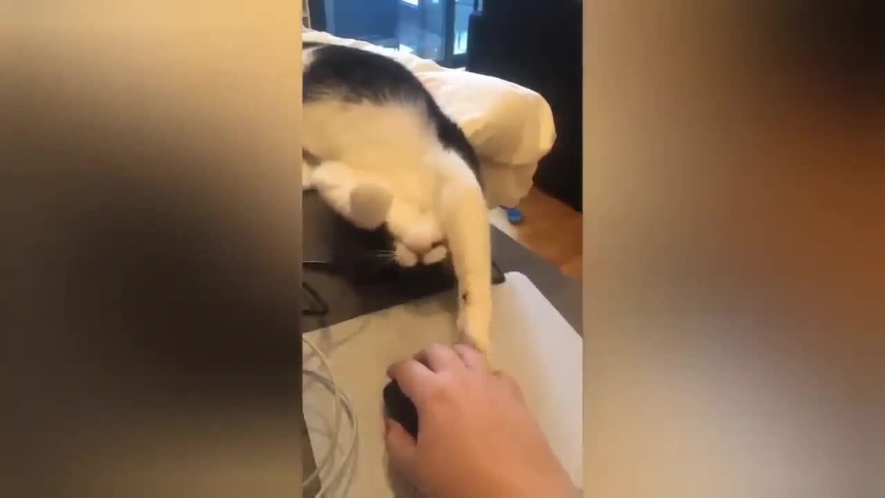 Funny cat