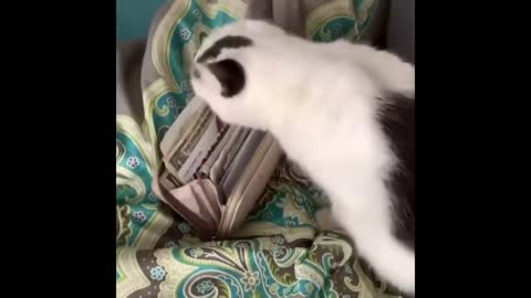 funny cat videos