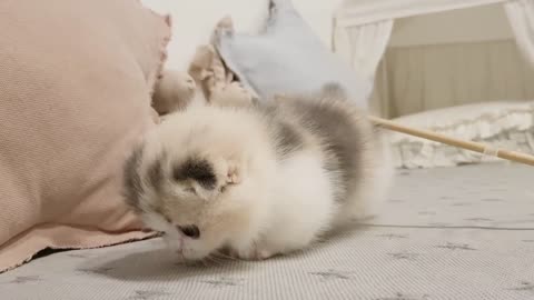 Cute Kittens - Short Leg ❤️