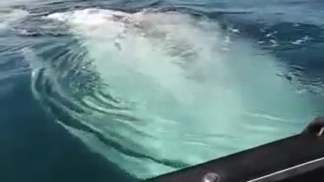 Whale Watching From Canoe