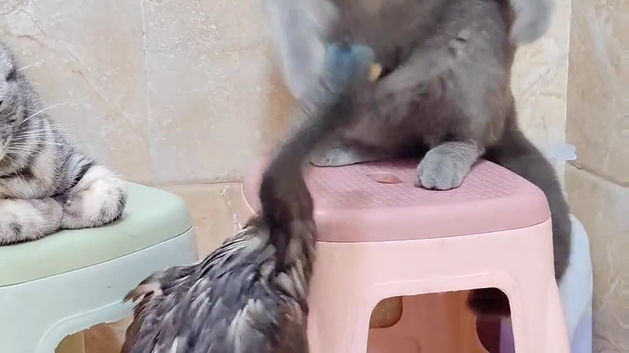 Cat vs duck