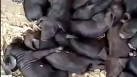 PIG GIVING BIRTH with 110 PIGLETS…