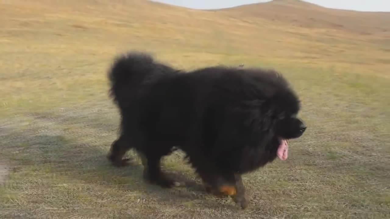 TIBETAN MASTIFF KING OF THE DOGS WORLD