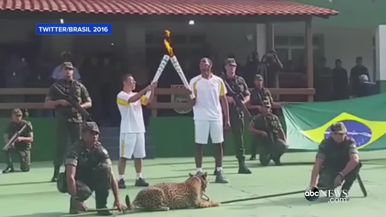 Escaped Jaguar in Olympic Ceremony Shot in Brazil