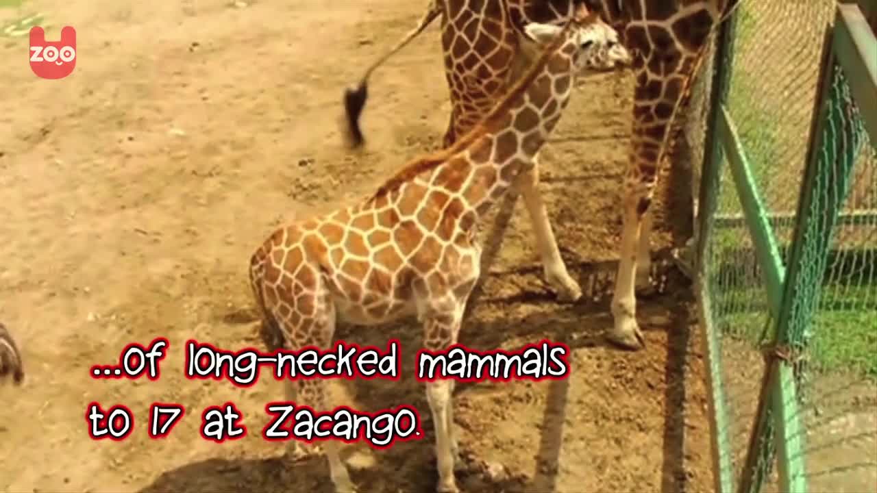 Zoo Welcomes New Arrivals