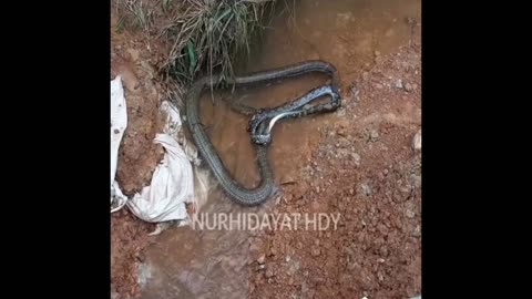 King cobra vs water snake