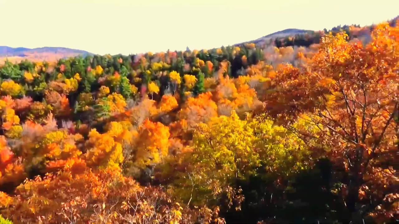 Fall Foliage